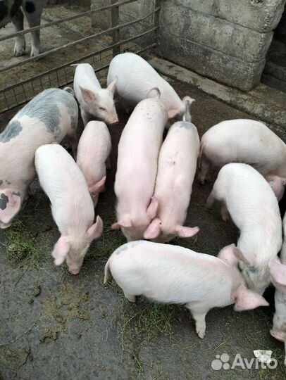Поросята