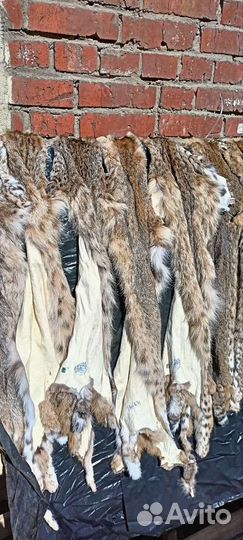 Рысевидная кошка шкура