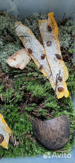 Улитки караколусы