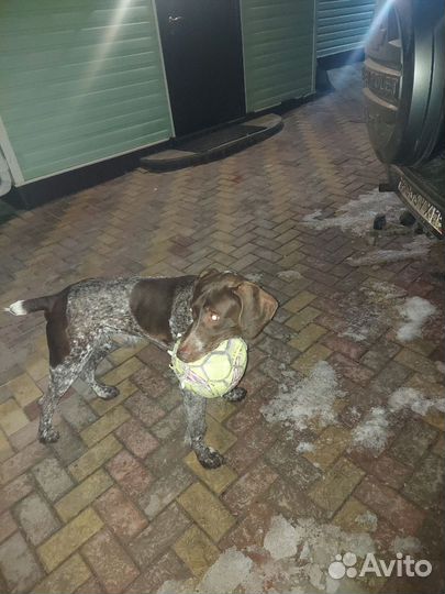 Дратхаар вязка