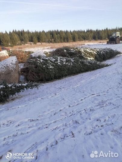 Ель крупномер 5.8 m