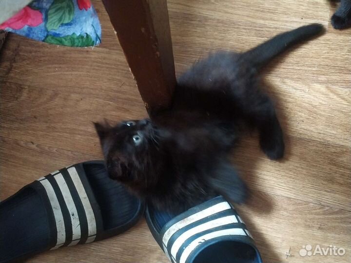 Котята в добрые руки приучены к лотку