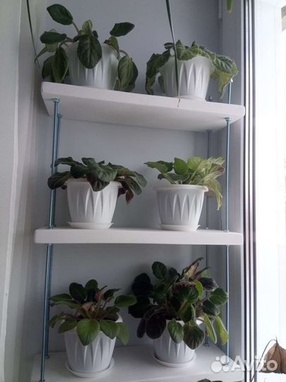 Цветы в горшках