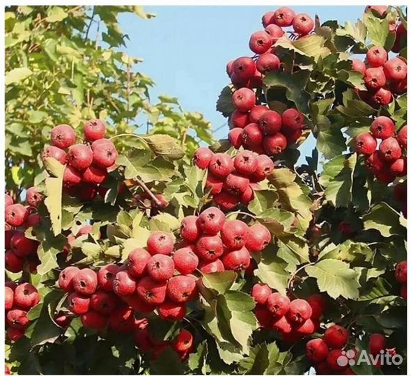 Саженцы Шарафуги, Мушмулы, клубники