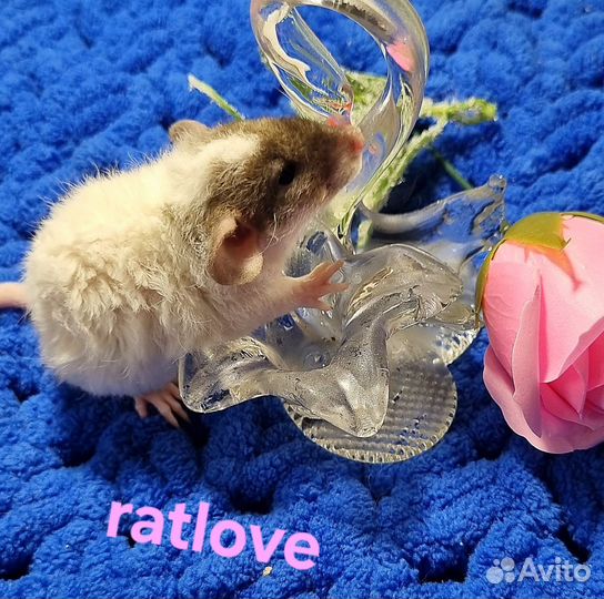 Крысята рекс дамбо от ratlove