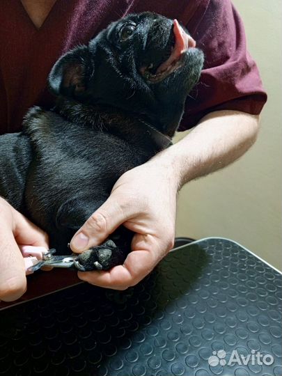 Груминг, экспресс-линька, помывка собак, кошек