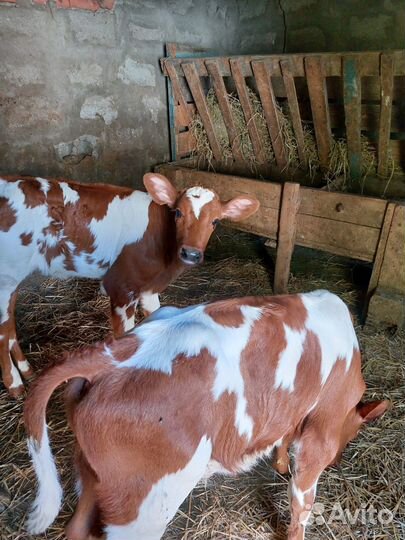 Телята телочки