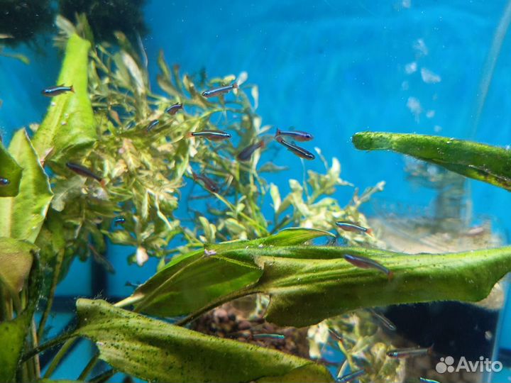 Аквариумные рыбки