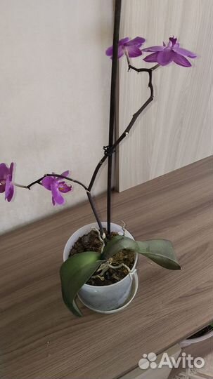 Орхидея