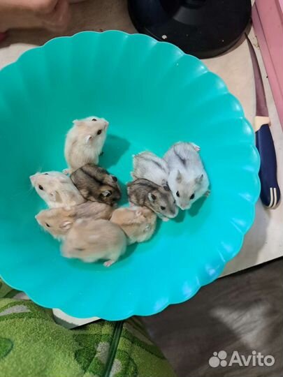 Джунгарики