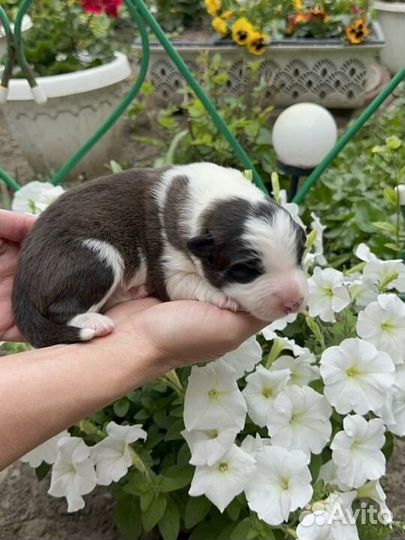 Бордер колли