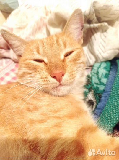 Молодой рыжик Федя