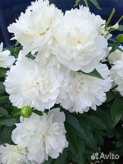 Пионы саженцы