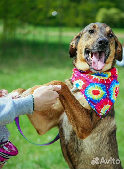 Нежному Августу не место в приюте
