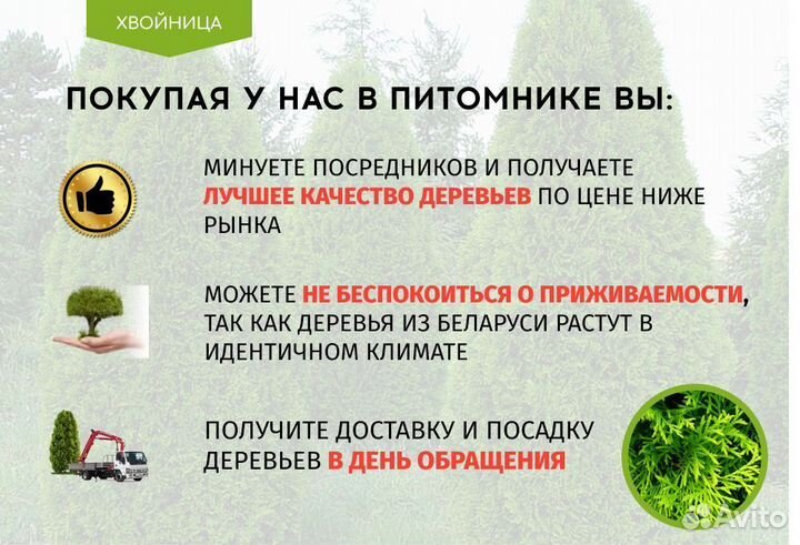 Туя Смарагд 1,8-2 м,Брабант,Колумна