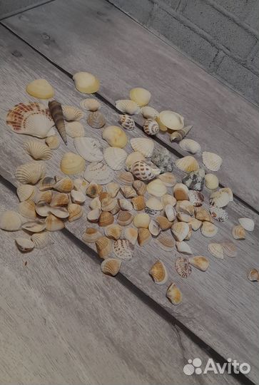 Морские ракушки наборы
