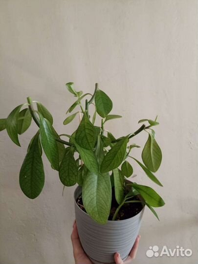 Синадениум