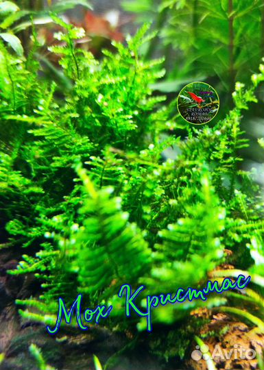 Аквариумные растения (Отправка по России)