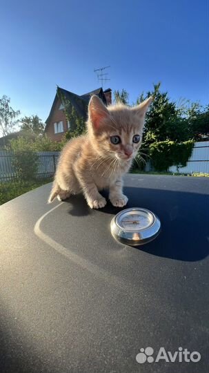 Котята в добрые руки бесплатно