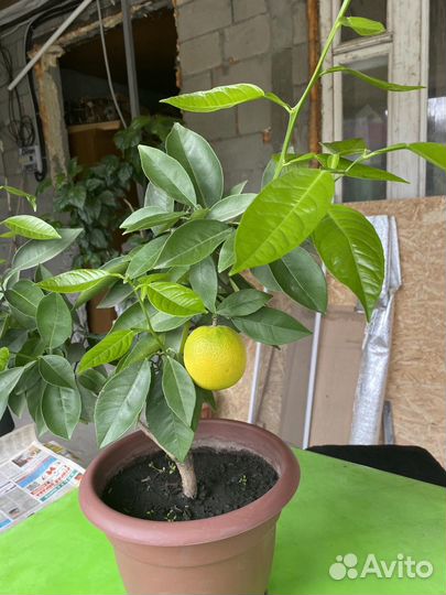 Апельсин дерево