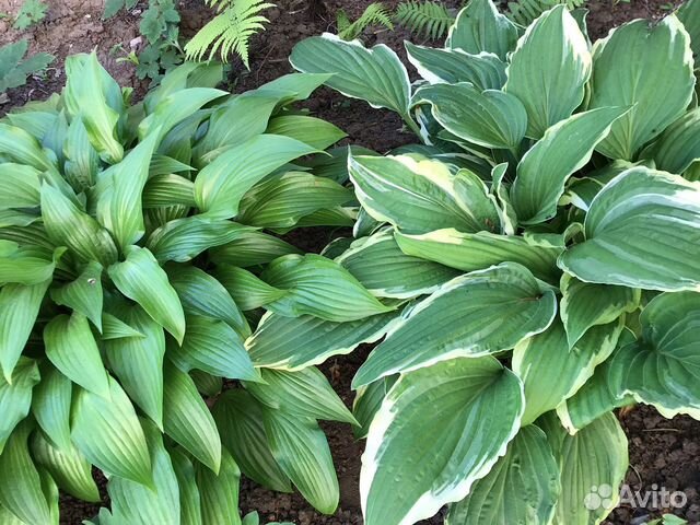 Приму в дар хосты