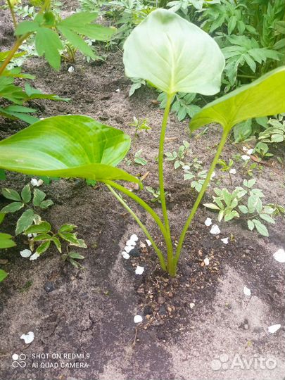 Калла эфиопская домашняя