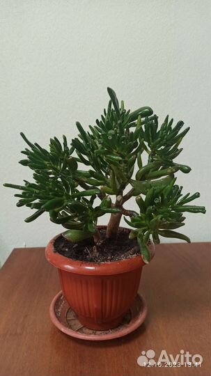 Крассула хоббит