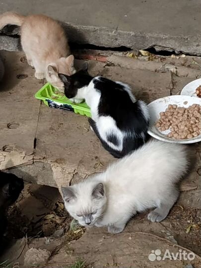 Милые брошенные котята в добрые руки