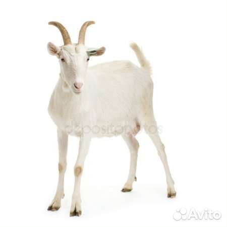 Козлята