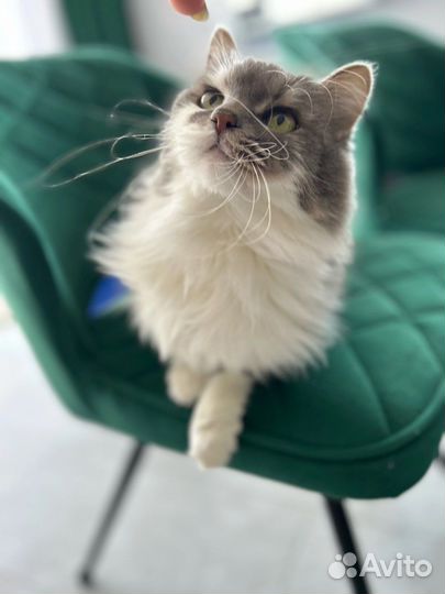 Кошка в добрые руки