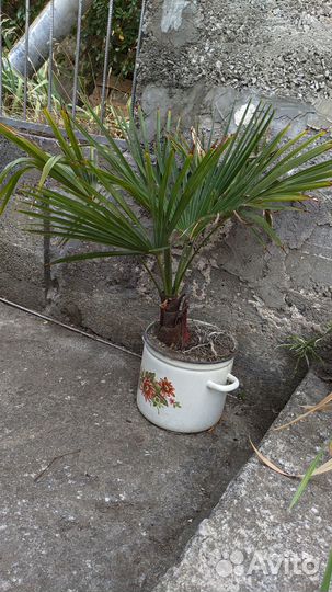 Пальма Трахикарпус Форчуна