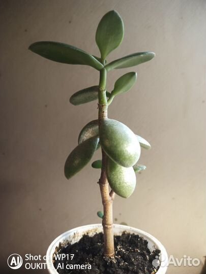 Денежное дерево (толстянка)