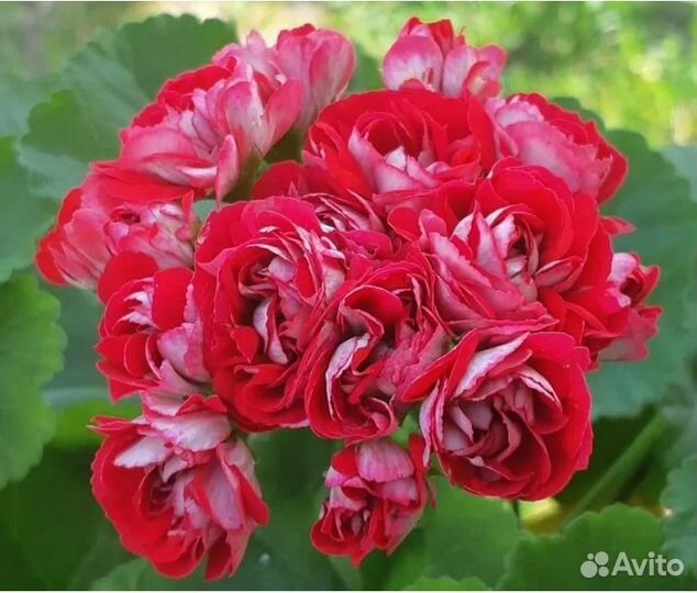 Пеларгония герань розебудная