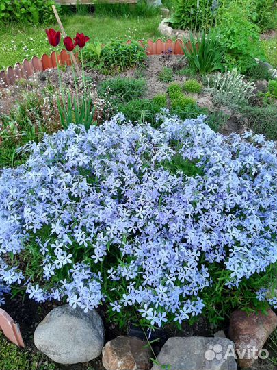 Продажа растений