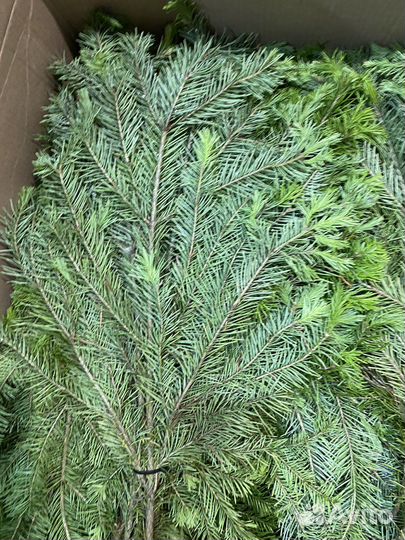 Пихтовый веник банный