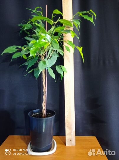 Фикус бенджамина