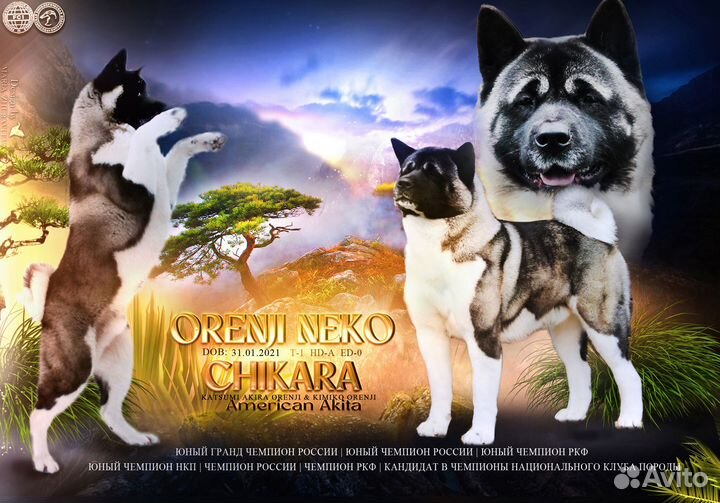 Кобель для вязок. Щенки американской акиты