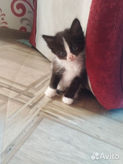 Котята тайской кошки