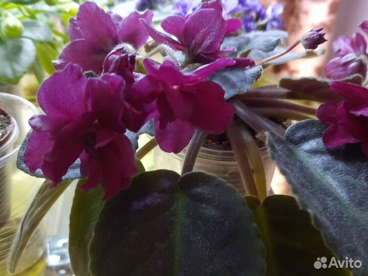 Фиалки цветущие