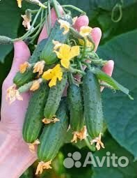 Самый удивительный гибрид огурца