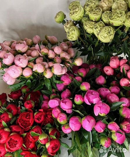 Пионы букет