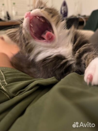 Котенок 3 месяца из Греции