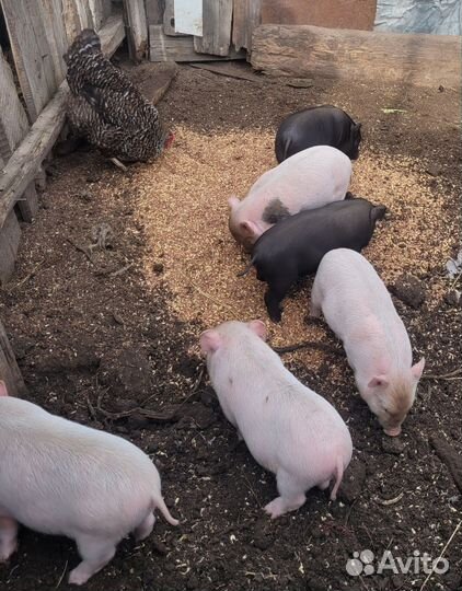 Вьетнамские вислобрюхие поросята
