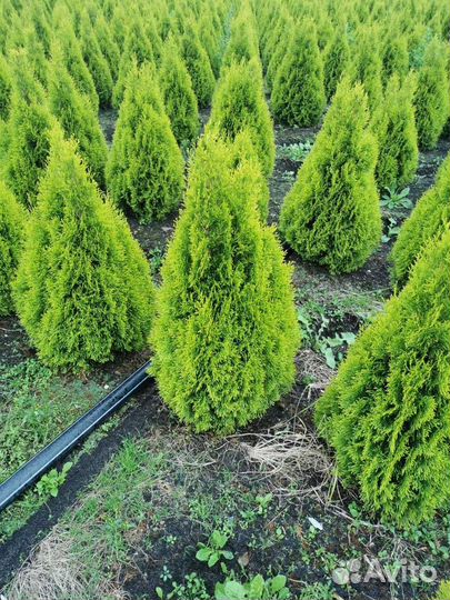 Смарагд туи в наличии 1-8 метров, Под Ключ