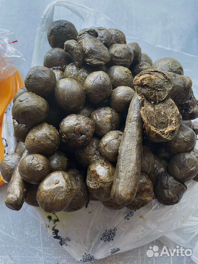 Прополис пчелиный