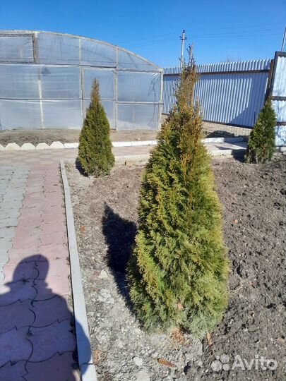 Туя смарагд