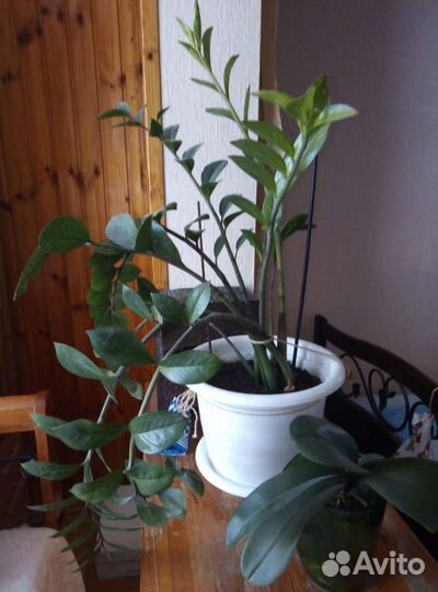 Замиокулькас и орхидея