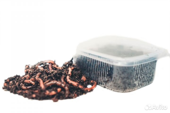 Червь для рыбалки