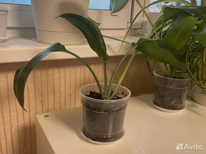 Эухарис амазонская лилия