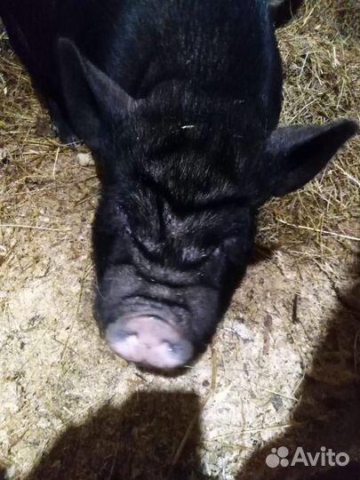 Вьетнамский вислобрюхий хряк